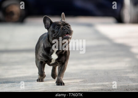 Cute french bulldog puppy walking free on the pavement in front of the house. Purebreed cute domestic mammal. Stock Photo