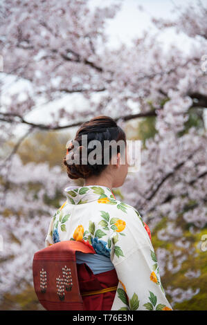 Rear view portrait of young Japanese woman in colourful Kimono looking at Cherry Blossom.