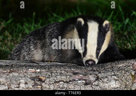 badger meles meles Dorset UK Stock Photo