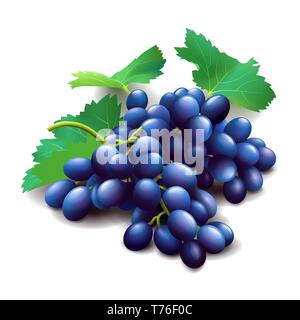 Realistic purple grapes bunch with green leaves isolated on white Stock Vector