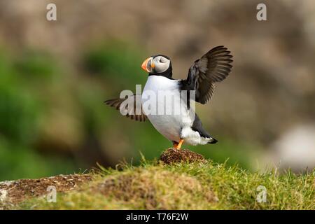 Puffin (Fratercula arctica), standing on hill with open wings, Hornoya, Vardo, Varanger, Norway Stock Photo