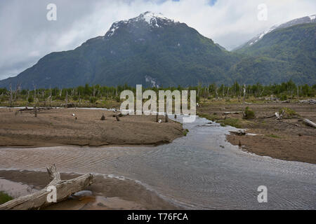 The forest of dead trees killed by the eruption of a nearby volcano, along the Carretera Austral in Patagonia, Chile Stock Photo