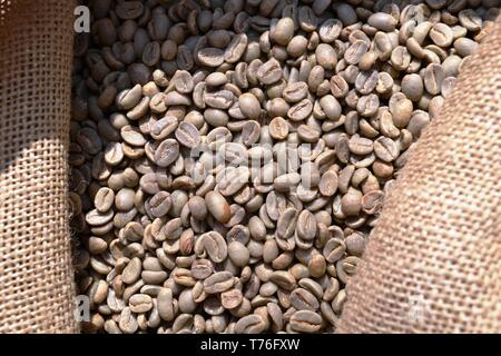 Unroasted dry green coffee beans in a burlap sack of rough canvas exposed in daylight as food for commerce in vegetables for beverages and drinks. Stock Photo