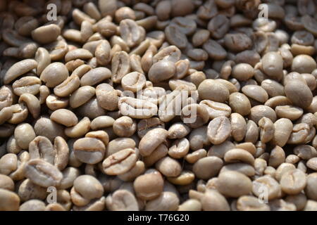 Unroasted dry green coffee beans exposed in daylight as food for commerce in vegetables for beverages and drinks. Stock Photo