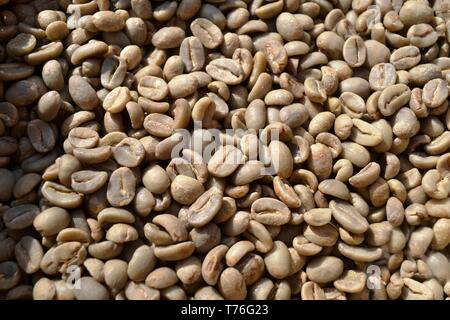 Unroasted dry green coffee beans exposed in daylight as food for commerce in vegetables for beverages and drinks. Stock Photo