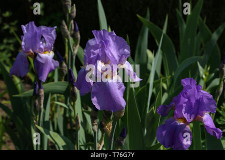 Violet and blue iris flowers closeup on green garden background. Sunny day. Lot of irises. Large cultivated flowerd of bearded iris, Iris germanica .  Stock Photo