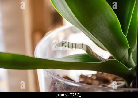 Phalaenopsis orchid aerial root in transparent flower pot with substrate and green leaves at home. Botanical and house flowers concept. Close up Stock Photo