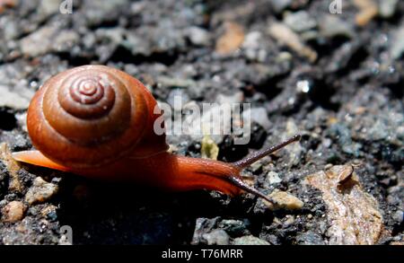 a little snail walking on the road Stock Photo