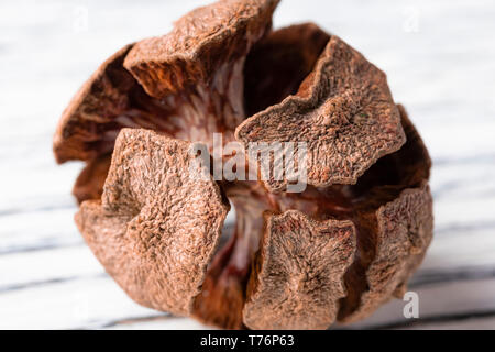 One dried cypress cone on a white painted wooden background close-up Stock Photo