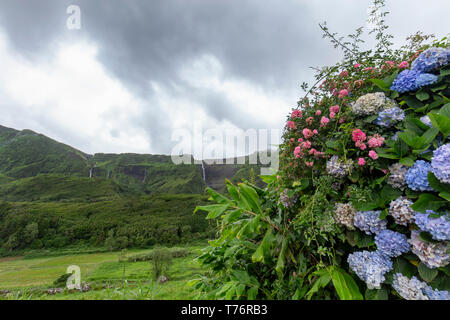 Summer hydrangea flowers blooming with Poco Ribeira do Ferreiro waterfalls in the background on Flores Island in the Azores. Stock Photo