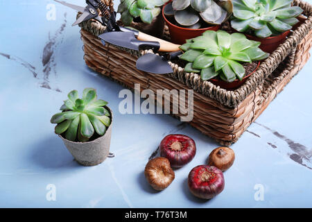 Wicker basket with plants in pots and gardening tools on light background Stock Photo