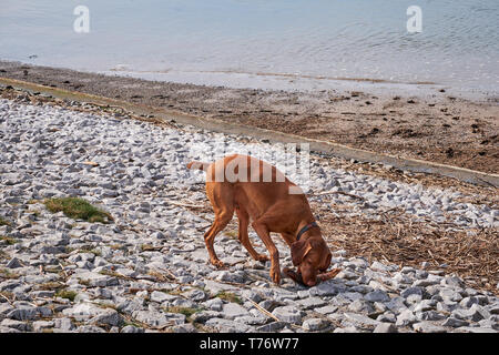 Adult dog walking He is playing on a pebble beach.Irvine Beach -Gailes Beach-North Ayrshire, Scotland Stock Photo