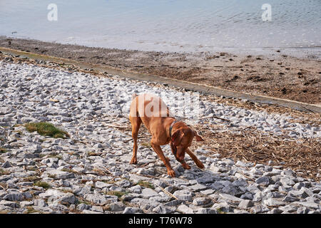 Adult dog walking He is playing on a pebble beach.Irvine Beach -Gailes Beach-North Ayrshire, Scotland Stock Photo