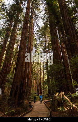 Two hikers explore the wonderful nature trails in Muir Woods, California Stock Photo