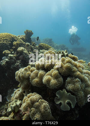 Closeup of leather, staghorn coral, Acropora cervicornis, Elkhorn coral, Acropora palmata,   and brain coral, Diploria labyrinthiformis,  Grooved brai Stock Photo