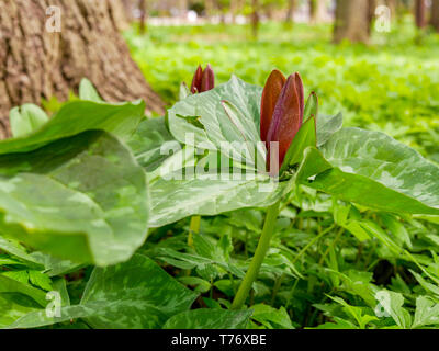 Toadshade or wake robin (Trillium sessile). Flowers smell like rotting meat and are fly pollinated. Stock Photo