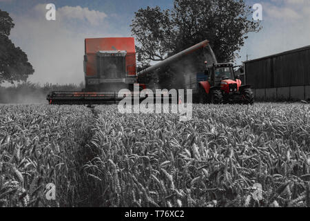 Combine harvester emptying grain in to trailer Stock Photo