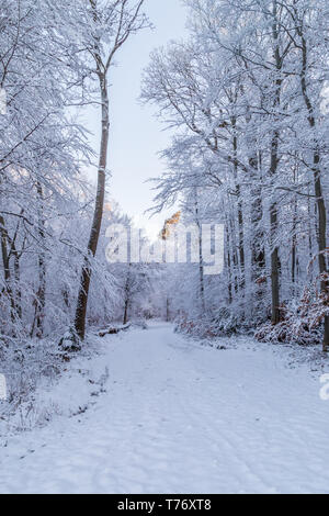 Snow covered road through a snowy forest on a winter morning, with the first sunlight touching the treetops. Stock Photo