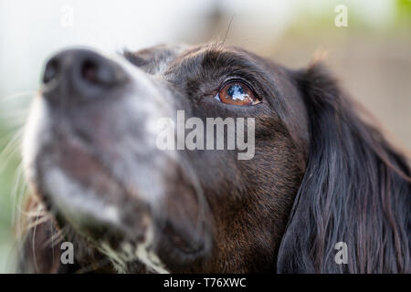 Close up portrait of a black and white brittany spaniel looking up with a shallow depth of field and focus on one eye. Stock Photo