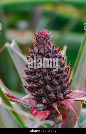 Pineapple growing on plant (ananas comosus) with green leaves Stock Photo