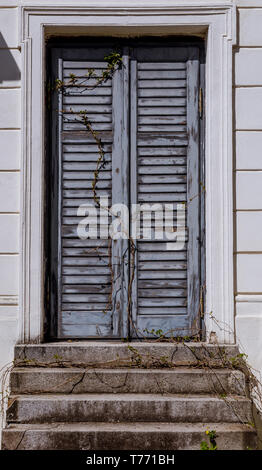 Gray wall with gray doors and several stone steps. Climbing flower door. Background Stock Photo