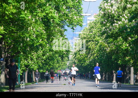 Wien, Vienna: Prater Hauptallee, Prater main avenue, flowering chestnut trees, joggers, cyclists in 02. Leopoldstadt, Wien, Austria Stock Photo