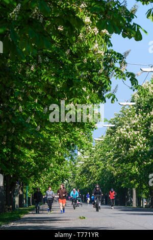 Wien, Vienna: Prater Hauptallee, Prater main avenue, flowering chestnut trees, joggers, cyclists in 02. Leopoldstadt, Wien, Austria Stock Photo