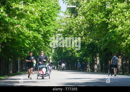 Wien, Vienna: Prater Hauptallee, Prater main avenue, flowering chestnut trees, joggers, cyclists in 02. Leopoldstadt, Wien, Austria Stock Photo