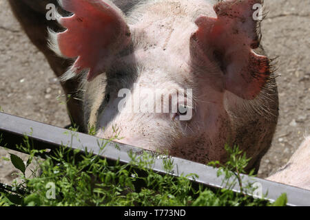 Hyper extreme closeup portrait of a clear washed young pig sow face summertime Stock Photo