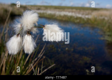 common cotton grass (eriophorum angusti folium) growing on bogs by pond, Gower Peninsula, South Wales Stock Photo