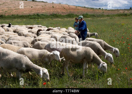 spanish shepherd with little boy tending the flock Stock Photo