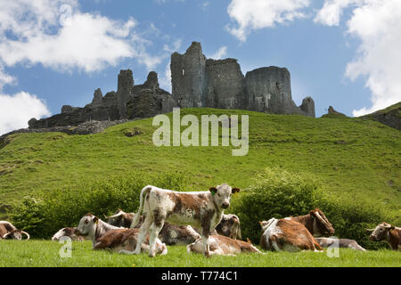 Durham Longhorn cattle grazing at foot of Carreg Cennen Castle, Black Mountains, Carmarthenshire, South Wales Stock Photo