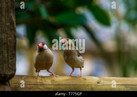 Java Rice Finch Pet Baby Java rice sparrow, popular tropical bird from the java island of ...
