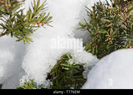 Detail of melting snow on a  coniferous tree green leaves Stock Photo
