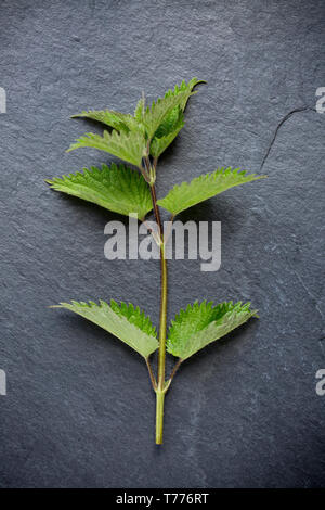 A common stinging nettle, Urtica dioica, displayed on a slate background. Nettles are a popular wild food and can be used in a number of recipes. Care Stock Photo