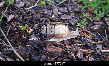 close-up of burgundy snail with spiral shell creeping over bark mulch