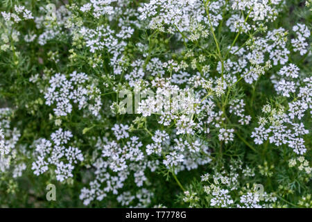 Coriander aka: cilantro plant (Coriandrum sativum) in bloom. In the US, the edible green leaves are known as cilantro and the seeds coriander. Stock Photo