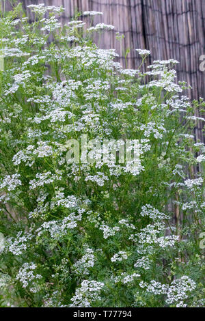 Coriander aka: cilantro plant (Coriandrum sativum) in bloom. In the US, the edible green leaves are known as cilantro and the seeds coriander. Stock Photo