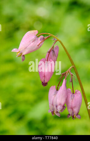 Pacific Bleeding Heart (Dicentra formosa); Sweet Creek Falls Trail, Siuslaw National Forest, Oregon. Stock Photo