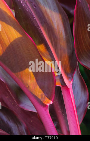 Red ti plant leaves at Matangi Private Island Resort in Fiji. Stock Photo