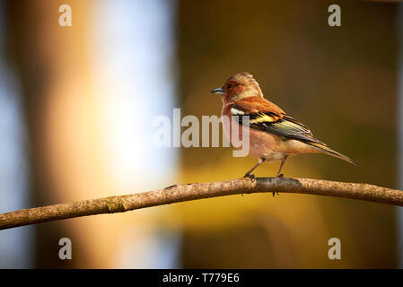 Common Chaffinch ( Fringilla coelebs ) on a branch in Teverener Heide Natural Park, Germany Stock Photo