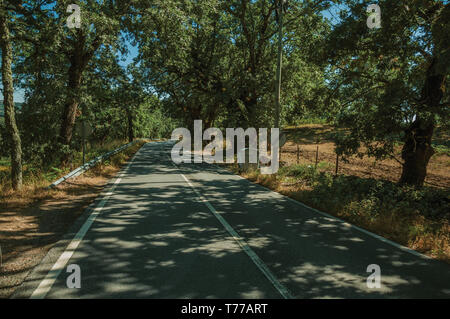 Countryside road shaded by lined trees in a sunny day, passing by wooden fields near Marvao. A medieval hamlet perched on a crag in Portugal. Stock Photo