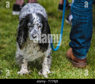 London, UK. 05th May, 2019. The Great Hampstead Bark Off 2019 took place today ,organised by  All Dogs Matter, a dog rescue and re -homing charity working in and around London, to transform the lives of unwanted and abandoned dogs.   A panel with celebrities  judged the dog show.  All proceeds go to fund raise for homeless dogs. Credit: Paul Quezada-Neiman/Alamy Live News