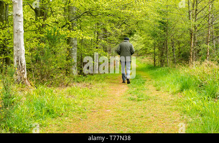 Pressmennan Lake, East Lothian, Scotland United Kingdom, 5th May 2019. UK Weather: Pressmennan Wood is an ancient wood, hundreds of years old, managed by the Woodland Trust. A senior man walks along a path through the wood Stock Photo