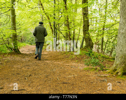 Pressmennan Lake, East Lothian, Scotland United Kingdom, 5th May 2019. UK Weather: Pressmennan Wood is an ancient wood, hundreds of years old, managed by the Woodland Trust. A senior man walks along a path through the wood Stock Photo