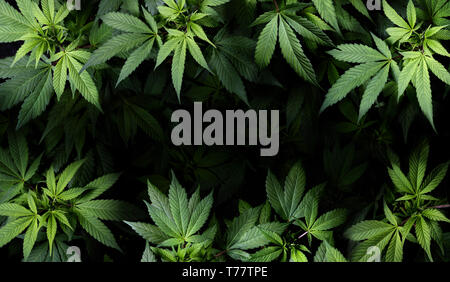 Cannabis Sativa Leaves On Dark - Medical Legal Marijuana Stock Photo