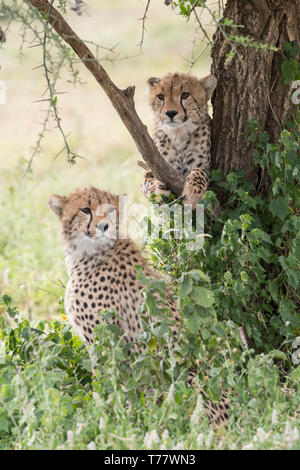 Yearling cheetah in tree, Tanzania