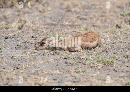 Newborn thomsons gazelle, Tanzania Stock Photo