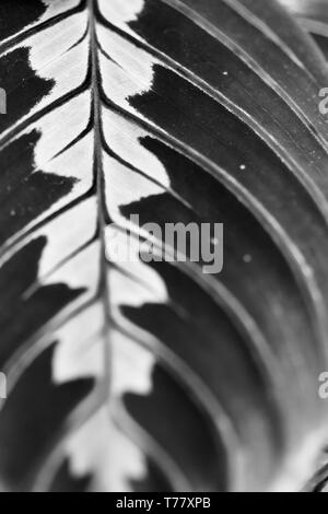 This macro shot of the prayer plant (M. leuconeura var. erythroneura) reveals its striking herringbone pattern. Stock Photo