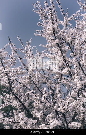 Apricot branch with lots of light pink flowers on a blue sky background. Stock Photo